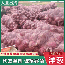 河南红皮洋葱对接全国量大从优新鲜上市价格美丽对接全国