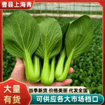 山东曹县上海青小油菜产地直发一手货源支持视频看货，实地考察