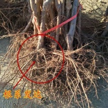 大五棱山楂苗大众品种适应能力强耐高温低温成活率高易管理投入小