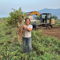 金银花苗各种品种盆栽盆景嫁接苗都有价值高包回收包售后死苗补发