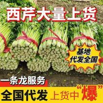 【大棚西芹/山东芹菜】基地直供/65cm以上/可代发全国