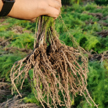 芦笋种苗批发易种植好成活根系发达高产抗病现挖发货