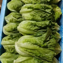 意大利生菜基地直发对接电商市场商超可视频