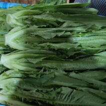 精品油麦菜基地直发对接电商市场商超可视频