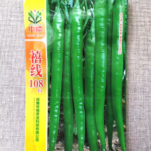禧线108杂交高品质线椒种子早熟辣椒种籽香辣浓郁青红两用