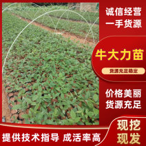 改良中叶牛大力苗基地直发成活率保障提供技术指导