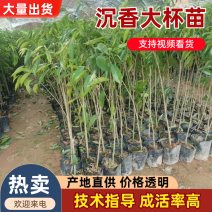 沉香大杯苗沉香树苗基地直发品种齐全带土发货