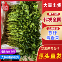 铁杆青中叶一级香菜供超市电商批发市场超市，全国发货