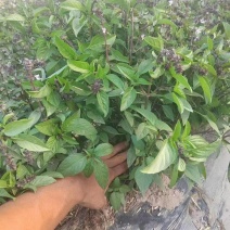 丁香甜罗勒种子芳香草本植物基地直供种子发芽率高