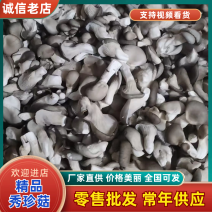 【热卖】秀珍菇小黑平品质保障货源充足量大从优欢迎选购