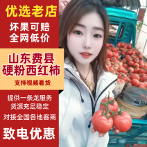 （精品推荐）山东硬粉西红柿孤三以上硬度高全国发货