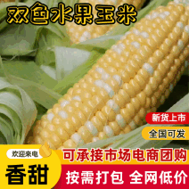 双色水果玉米价格美丽欢迎联系沟通产地直供一手货源