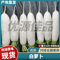 湖北精品【优质白萝卜】产地直发/价格实惠/品质保障