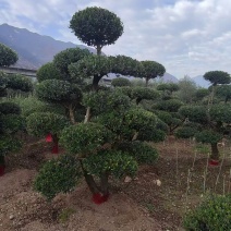 油橄榄甘肃苗木基地直发规格齐全质量保证可提供技术指导