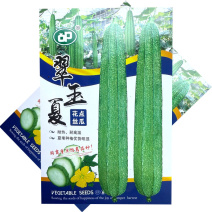 翠玉夏花点丝瓜种子耐热耐高温头尾匀称夏季种植优势明显