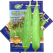 翠玉8号夏秋型大肉花点丝瓜种子早中熟耐高温头尾匀称基地用