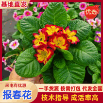 抗寒花卉报春花玫瑰报春花多色供应基地直供