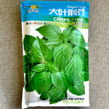 正宗大叶荆芥种子早熟叶片特大500g香味浓郁基地专用