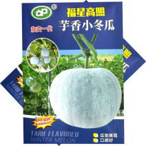 芋香小冬瓜种子杂交早熟肉厚腔小瓜型美观口感好大田基地种