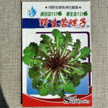 野菜苦碟子种子苦菜抱茎苦荬菜野菜种子