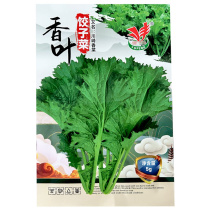 香叶饺子菜种子脆嫩清香可口清炒做汤凉拌腌制酸菜包饺子