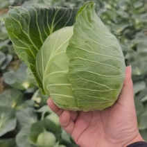精品甘蓝，大量新鲜现货速发，产品保质保量，欢迎老板选购