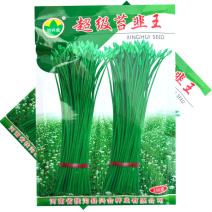 超级苔韭王韭苔种子抗病抗寒苔粗割青韭抽苔双型韭菜种籽