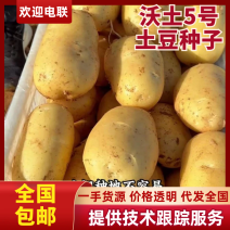 全国包邮沃土5号土豆种子.早熟，亩产万斤，产地直销