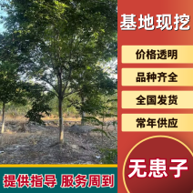 无患子树15公分18公分19公分20公分25公分30公分