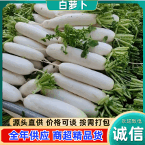 湖北萝卜/白萝卜/现摘现发/2万斤发车