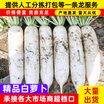 天门萝卜/白萝卜萝卜全国发货量大从优-质量保证