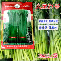久星21号韭菜种子韭苔种子耐热耐寒250g四季韭苔休眠早