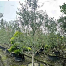 油橄榄盆景批发四川油橄榄基地直销庭院工程园林观赏苗木