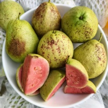红心芭乐花皮果产地一手货源（量大从优）对接批发榨汁厂欢迎电联