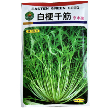京水菜种子水晶菜白梗千筋菜生长快抗寒耐抽苔特菜种