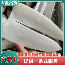 河北涞水精品【白萝卜】产地直发/一手货源/对接商超及出口