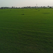 河南省新乡市草坪基地，马尼拉草坪大量供应