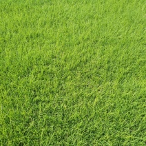 河南新乡市草坪基地直发果岭草货源充足欢迎随时联系