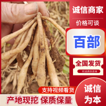 百部种苗