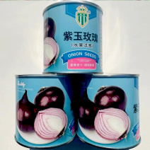 水果洋葱种子紫玉玫瑰甜脆生吃中熟抗重茬抗病耐寒