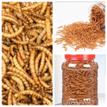 【黄粉虫】黄粉虫干货，活体批发质量好，欢迎合作，价格可谈