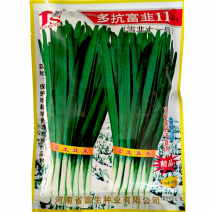 韭菜种子多抗富韭11韭菜种子大宽叶韭菜籽