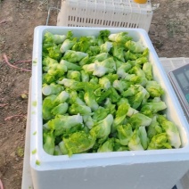 儿菜娃儿菜拳头菜产地直发价格实惠口感好保质保量欢迎电联