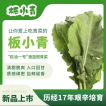 板蓝根青菜，精品青菜，大量新鲜现货速发，保质保量