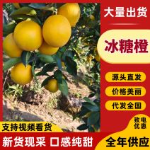 湖南正宗冰糖橙一手货源产地货源量大从优，果园货