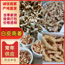 【优质山姜】南姜高良姜现挖速发对接加工厂调料厂餐饮店
