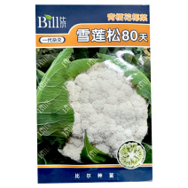 雪莲松80天青梗花椰菜种子8g中晚熟耐寒耐热浅绿梗雪白松