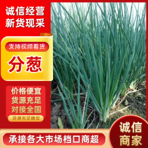 临泉县大葱-分葱，产地直发，货量充足，欢迎联系采购