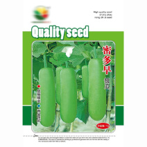 瓠瓜种子蜜多早早熟耐热耐低温抗病高产挂果多