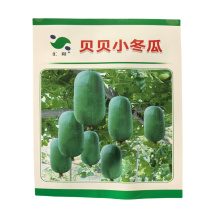 贝贝小冬瓜种子早熟冬瓜种子果皮青绿色高产发芽高